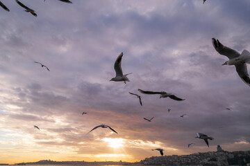 seagulls flying over the sea. beautiful natural sunset and clouds