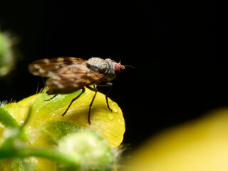 fly on leaf