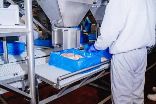 Conveyor Belt Food.The meat factory. Chicken fillet production line . Factory for the production of food from meat.Modern poultry processing plant.