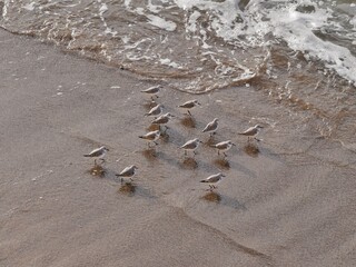 Viele Vögel am Meeressaum auf Gran Canaria