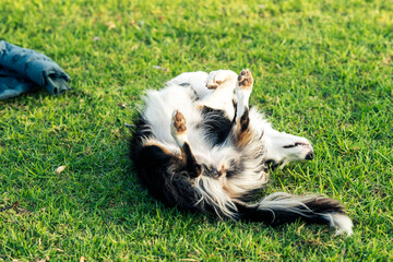 Dog scratching his back on the grass in the park