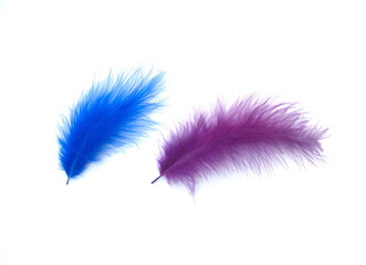 Blue violet bird feathers on white background