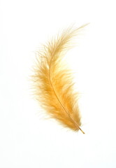 Yellow bird feather on  white background