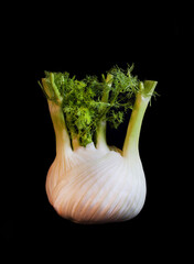 fresh raw white fennel isolated on black background in detail very close
