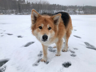 In the afternoon, in winter weather, there is a ginger dog, a shepherd dog on the ice of the lake
