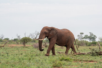 African elephant in Kruger National Park