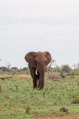 Fototapeta na wymiar African elephant in Kruger National Park