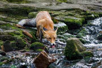 Thirsty fox. Red fox, Vulpes vulpes, drinks fresh water from forest brook. Vixen showing pink...