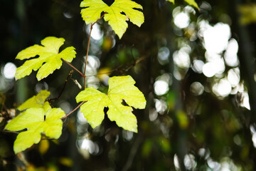 里山の草木の紅葉	