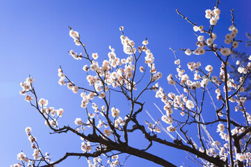 青空を背景に満開の白梅を写す	