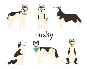 Set of playful dogs of Siberian Husky breed. Vector flat illustration