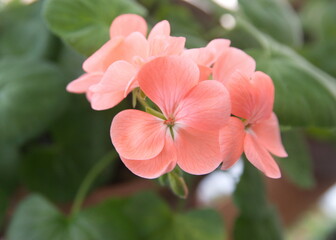 Salmon pink Pelargonium zonal, blossom of geranium, ornamental and medicinal plant