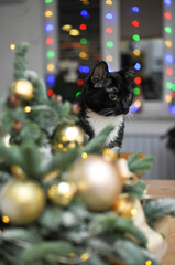 Fototapeta na wymiar Natural herringbone with christmas decor and black cat on the table