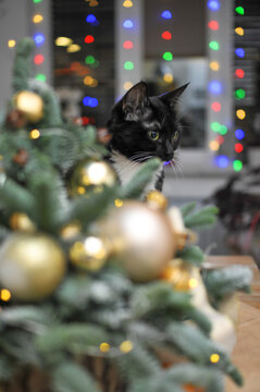 Natural herringbone with christmas decor and black cat on the table
