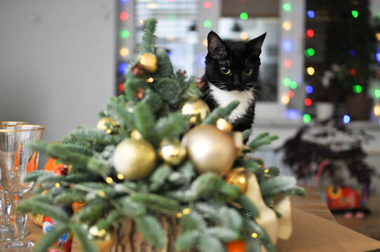 Natural herringbone with christmas decor and black cat on the table