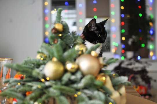 Natural herringbone with christmas decor and black cat on the table
