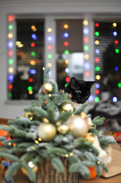 Natural herringbone with christmas decor and black cat on the table