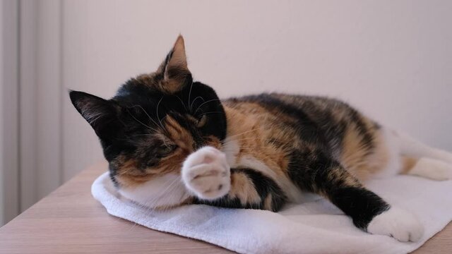 close-up of adult domestic female cat of dark color lying on white napkin on light background, scratches his ears, rubs his head, concept of keeping four-legged pets, veterinarian, ear mite