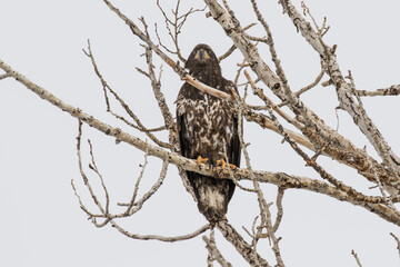 Juvenile Bald Eagle