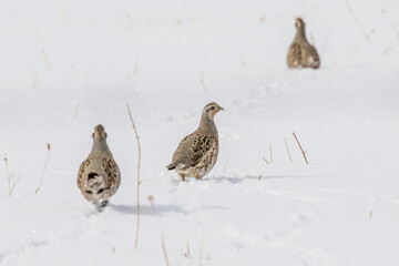 Hungarian Partridge