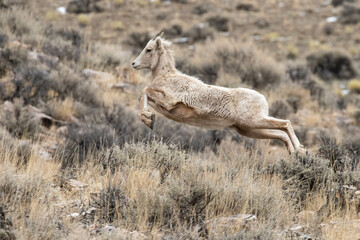 Flying Bighorn