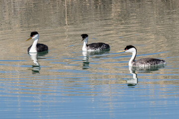 Trio of Grebes