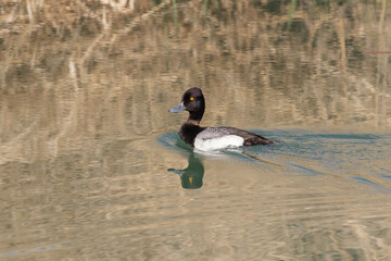 Lesser Scaup