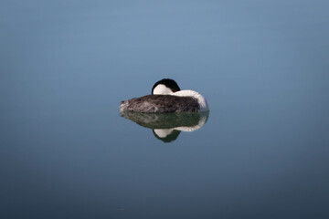 Grebe Nap