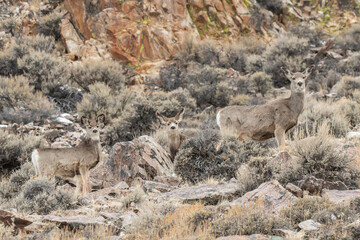 Mule Deer Mama