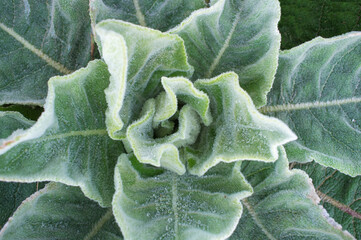 Verbascum, soil wild plant at stemless rosette stage