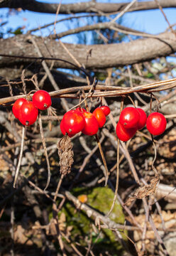 Dioscorea communis berries in chesnut forest