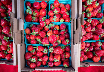 Fresh Oregon strawberries in blue crates are displayed for sale at a Farmers Market.