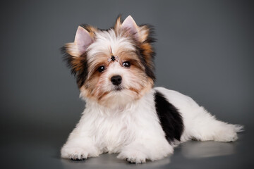 Biewer Yorkshire Terrier on colored backgrounds