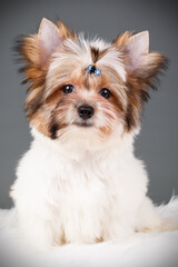 Biewer Yorkshire Terrier on colored backgrounds