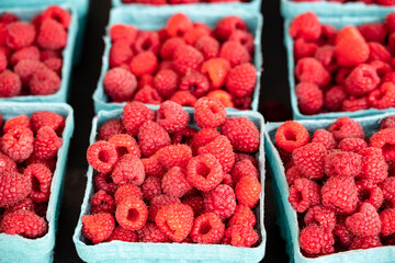 Fresh, farm grown, ripe raspberries are boxed up and lined up for sale on a table at a Farmers Market in Oregon.