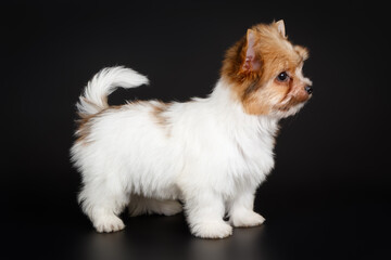 Biewer Yorkshire Terrier on colored backgrounds