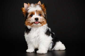 Biewer Yorkshire Terrier on colored backgrounds