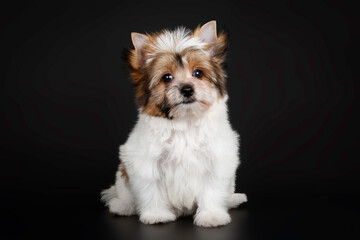 Biewer Yorkshire Terrier on colored backgrounds