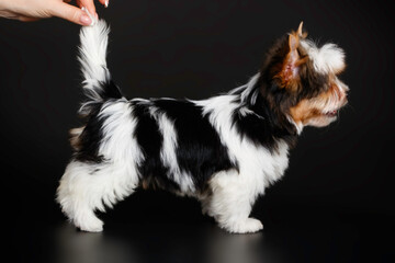 Biewer Yorkshire Terrier on colored backgrounds