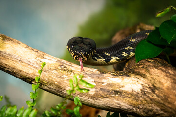 Mangrove Snake or Yellow Cat Snake searching through environment at the zoo.