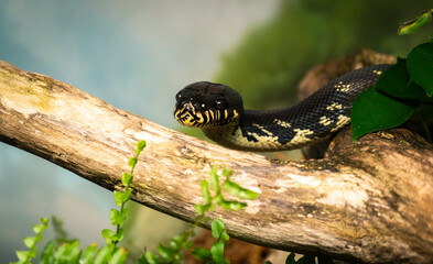 Mangrove Snake or Yellow Cat Snake searching through environment at the zoo.