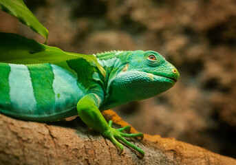 Green Banded Iguana basking in sunlight on branch in zoo enclosure in Georgia.