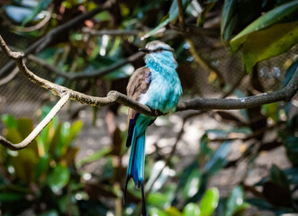 Green Bee Eater Bird sitting on perch in zoo enclosure.