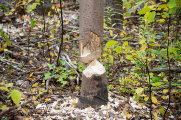 A large thick aspen tree with dark brown textured bark. There's a large piece hollowed out in the tree exposing a light wood. The hole is textured with beaver teeth marks from being gnawed on.