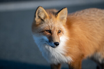 A small wild red fox stands on the side of a road. The animal has long red body hair and a white patch on its chest. The fox has pointy ears, long snout, intense eyes and short legs with a long tail.