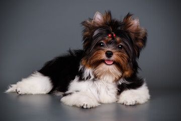 Biewer Yorkshire Terrier on colored backgrounds