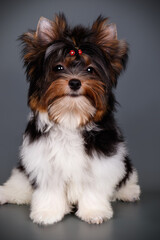 Naklejka premium Biewer Yorkshire Terrier on colored backgrounds