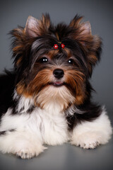 Biewer Yorkshire Terrier on colored backgrounds