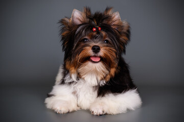Biewer Yorkshire Terrier on colored backgrounds