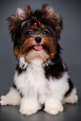 Biewer Yorkshire Terrier on colored backgrounds